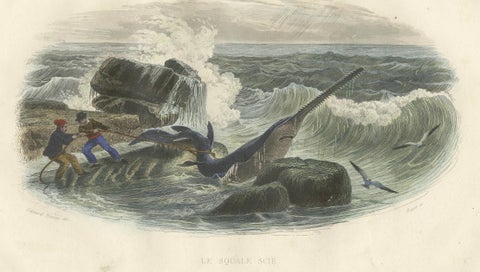 Le Squale Scie (Sawfish), Hand-Colored Engraving, 1840, close-up 1