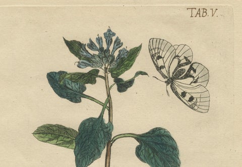 Wings and Wonders of the Garden, Rare Botanical and Butterfly Plates from 1775, close-up 5