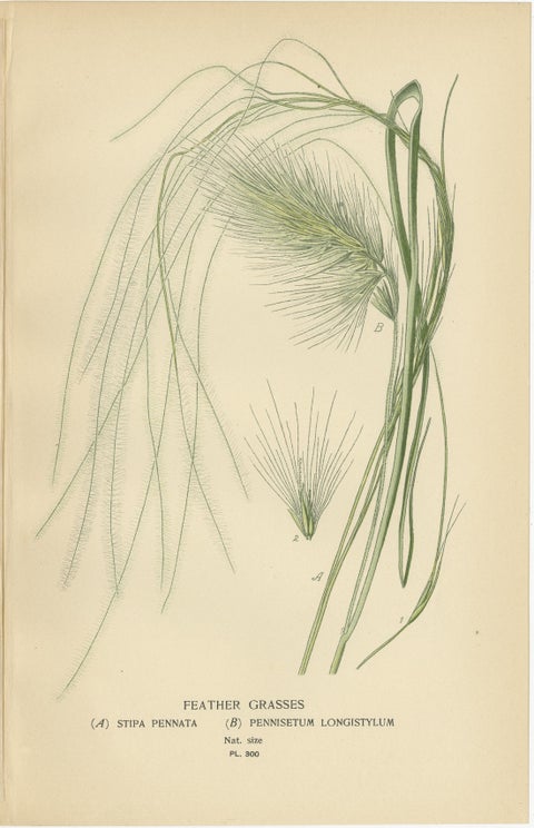Antique Botanical Prints of Feather, Ribbon & Quaking Grasses, c.1897, view 2