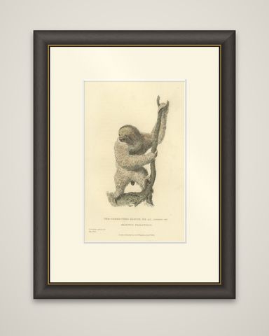 Antique Print with Hand Coloring of a Common Pale-Throated Sloth, shown framed