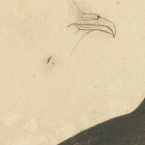Franz Sturm's Illustration: a European Storm Petrel (Procellaria pelagica), 1830, close-up 5