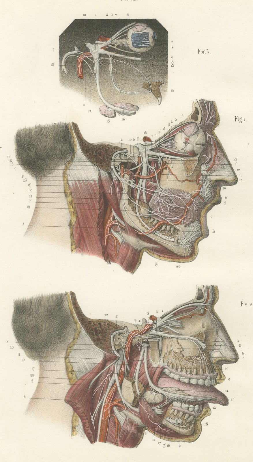 Deep Nerves of the Face and Parotid Region, Hirschfeld Anatomy Print, 1866