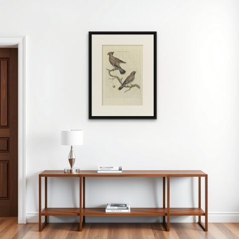Bohemian Waxwing, Ampelis Garrulus from Nederlandsche Vogelen, 1797, shown framed on a wall