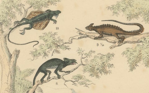 Crocodiles, Lizards & Reptiles Print: Alligator, Monitor, Iguana, Antique 1867, close-up 1