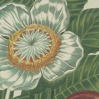 Antique Botany Print of Dillenia Indica by Buchoz, circa 1785, close-up 1