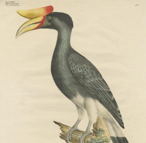 Antique Bird Print of the Rhinoceros Hornbill by Goldfuss, circa 1824, view 3