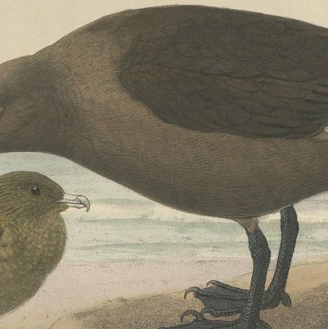 The Common Skua: Hand-colored from Dresser's Birds of Europe (1871-1896), close-up 5