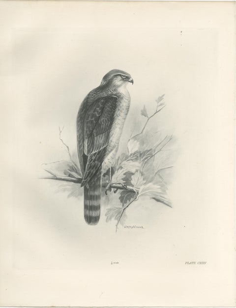 Adult Sparrowhawk and Chicks Antique Bird Prints, Set of Two, circa 1908, view 2