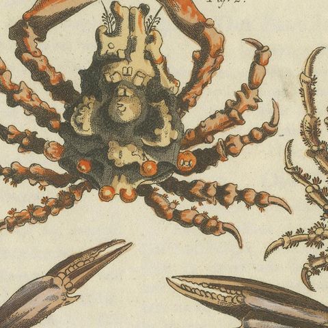 Antique Print of Various Crab Species Including Swimmer Crab, close-up 2