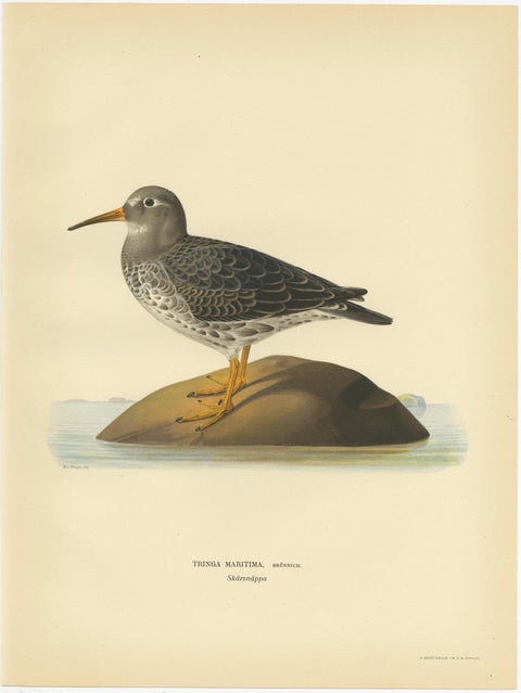 Antique Bird Print of the Purple Sandpiper by Von Wright, 1929, view 2
