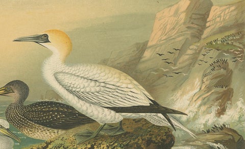 Antique Bird Print of Northern Gannets on Cliffside at Sunset, 19th Century, close-up 3