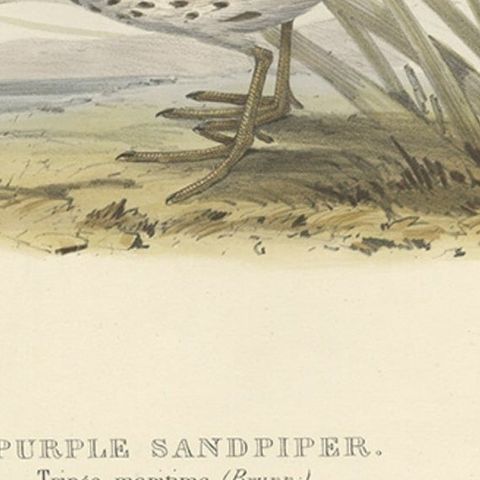 Antique Bird Print of the Purple Sandpiper by Gould, 1832, close-up 2