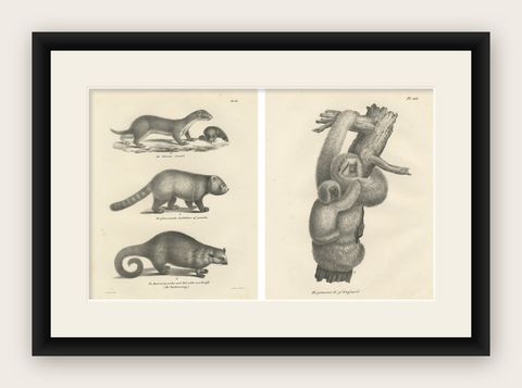 Pair of Antique Zoological Engravings, Exotic Mammals, c.1830, shown framed