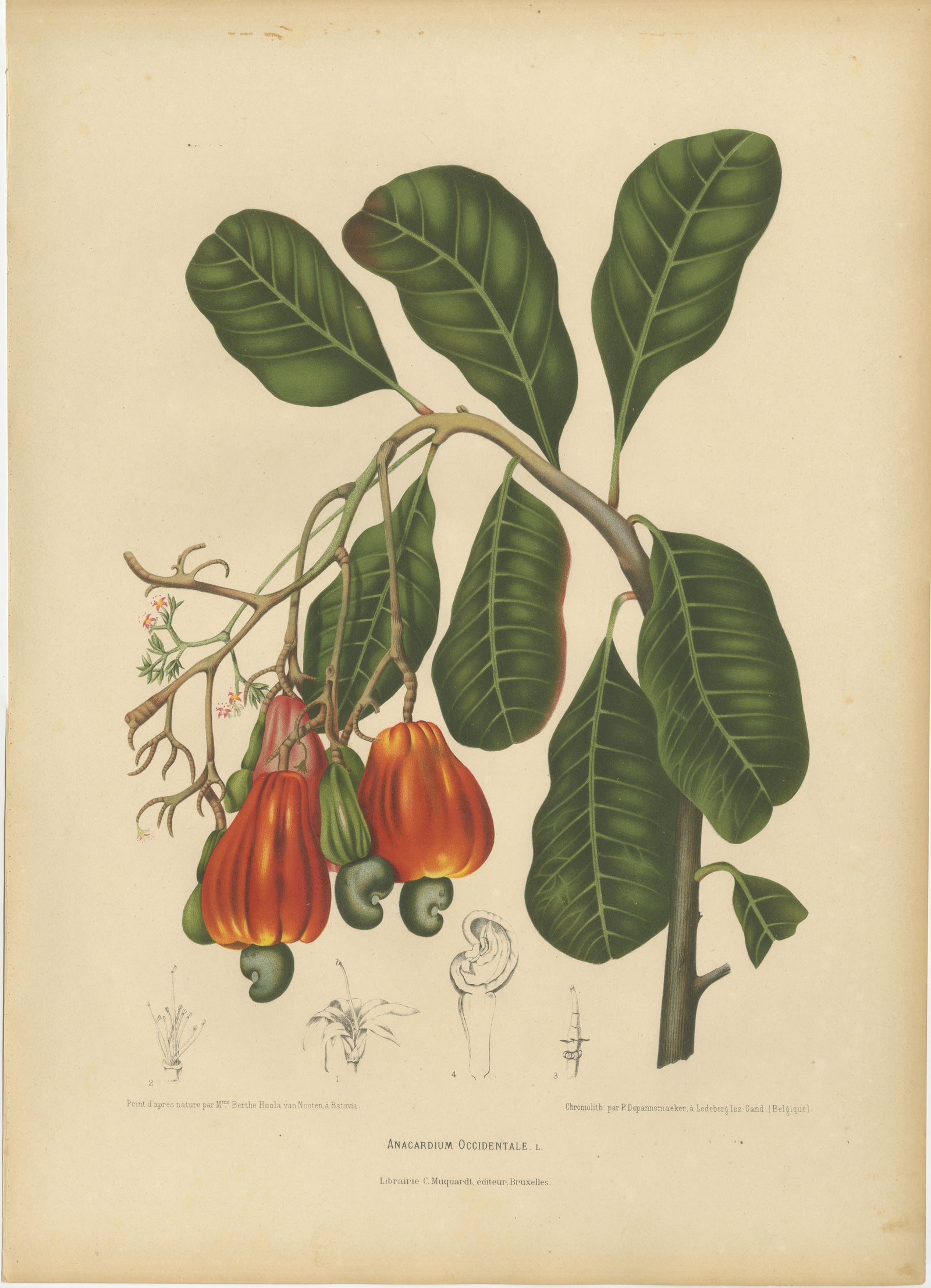 Antique Cashew Tree Botanical Chromolithograph by Hoola van Nooten, c. 1880