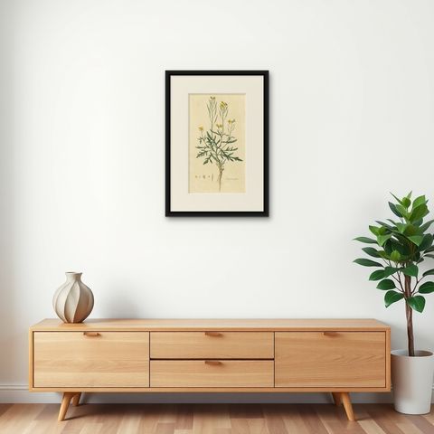 Antique Botany Print of Diplotaxis Tenuifolia by Curtis 'circa 1817', shown framed on a wall