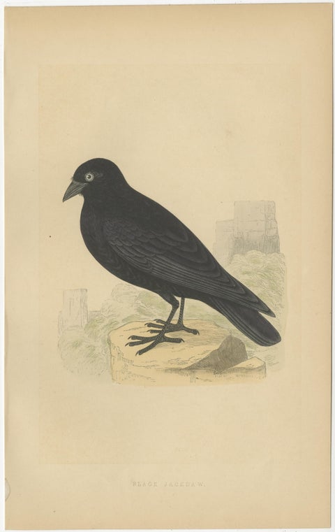 Set of 4 Antique Bird Prints of Two Owls, a Black Jackdaw and Their Eggs, view 5