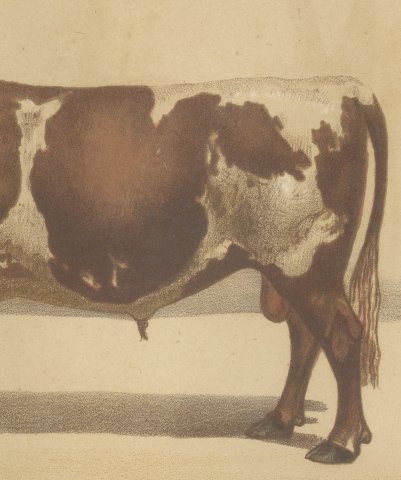Ayrshire Bull, Scottish Cattle Chromolithograph by Olivier de Penne, 1863, close-up 3