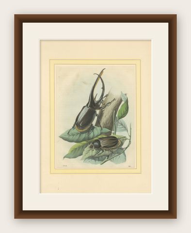 1856 Hand-Colored Lithograph of Rhinoceros Beetles, Exotic Coleoptera, shown framed