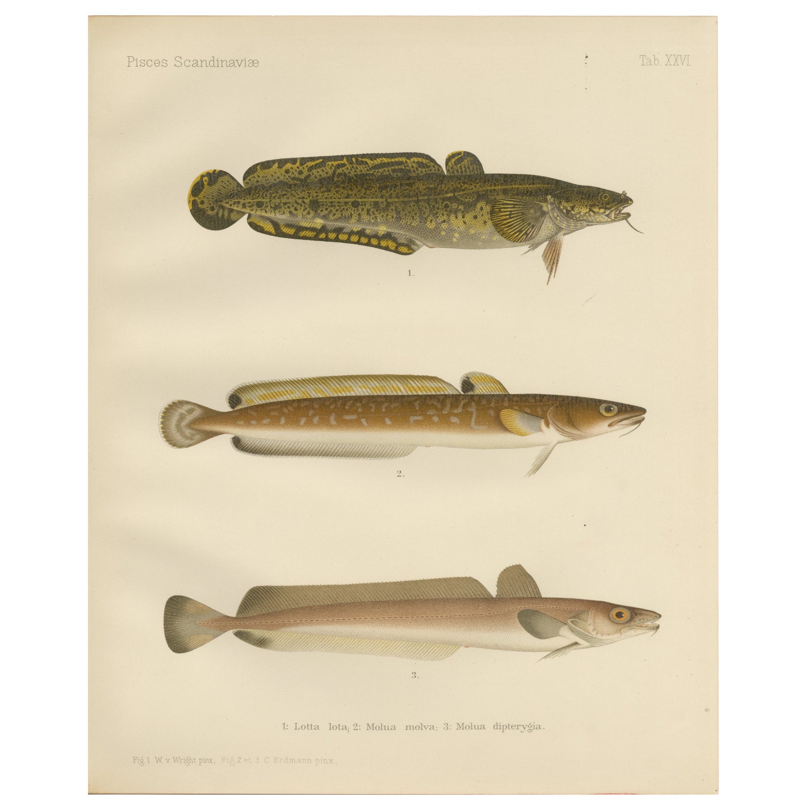 Burbot, Ling, and Blue Ling - Unique Scandinavian Eel-like Fish Lithograph, 1895