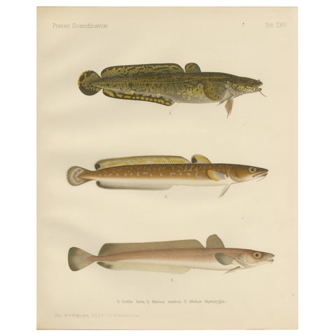 Burbot, Ling, and Blue Ling - Unique Scandinavian Eel-like Fish Lithograph, 1895