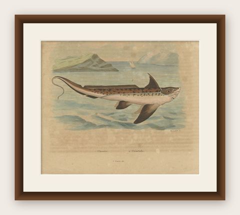 Antique Print of the Chimaera Fish by Guérin, 1833, shown framed