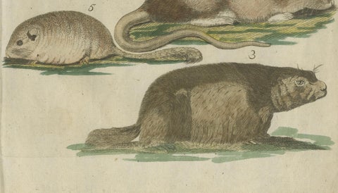 Hand-Colored Antique Illustrations of Various Rodent-like Animals, circa 1820, close-up 1