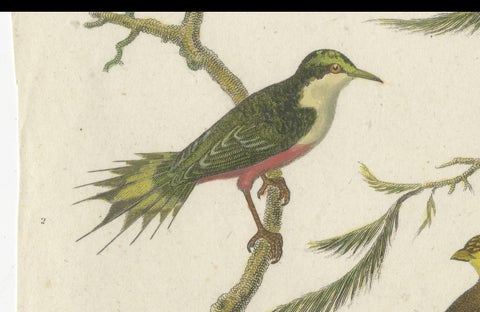 Antique 1811 Ornithology Hand-Colored Print, close-up 3