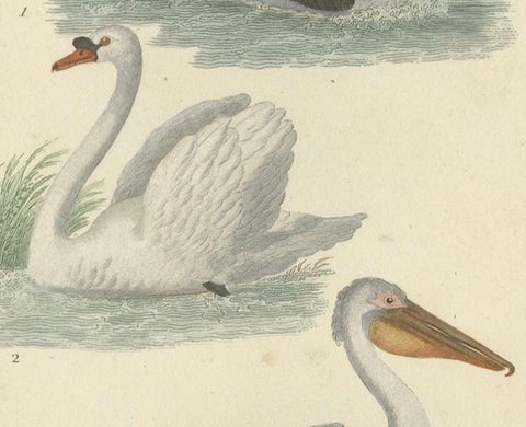 Elegant Avian Diversity: Illustrations from Buffon's Ornithology, c.1780, close-up 2