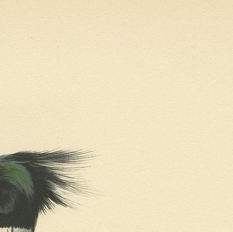 Antique Bird Print of the Red-Breasted Merganser by Von Wright '1929', close-up 1