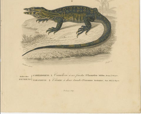 Lizard Print of Nose-Horned Chameleon and Banded Monitor, c.1850, Orbigny, close-up 1