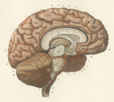 Arteries of the Brain, Antique Hirschfeld Anatomy Print, 1866, view 4