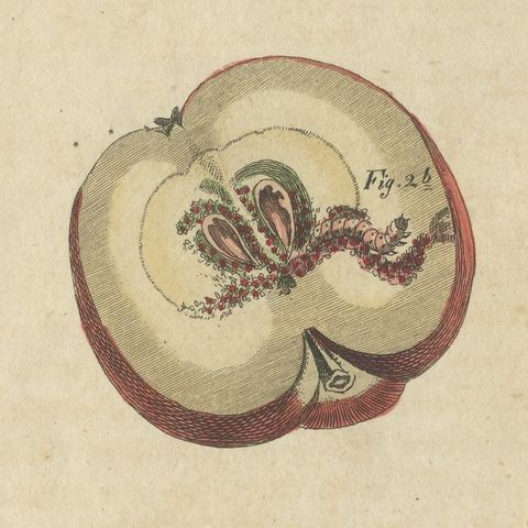 Fruit Moths with Caterpillar in a Cut Apple, Antique Bertuch Print, circa 1815, close-up 4