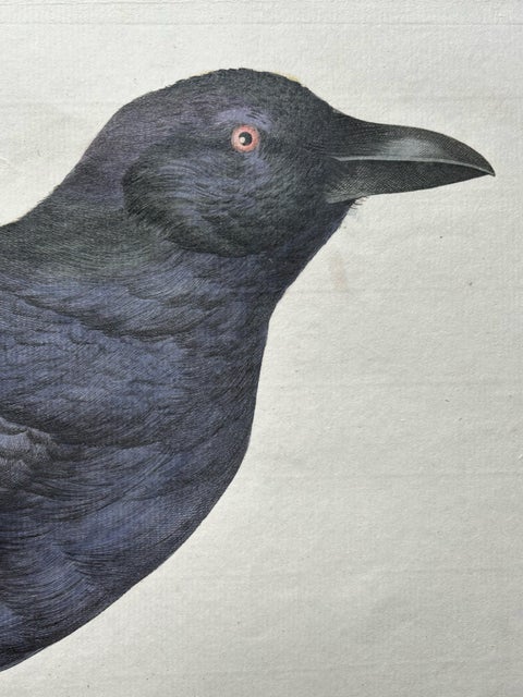 Carrion Crow with Eggs, Hand-Coloured Engraving from Nozeman, 1797, view 3