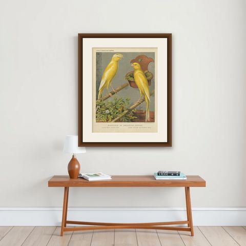 Antique Bird Print of the Manchester or Lancashire Coppies, circa 1880, shown framed on a wall