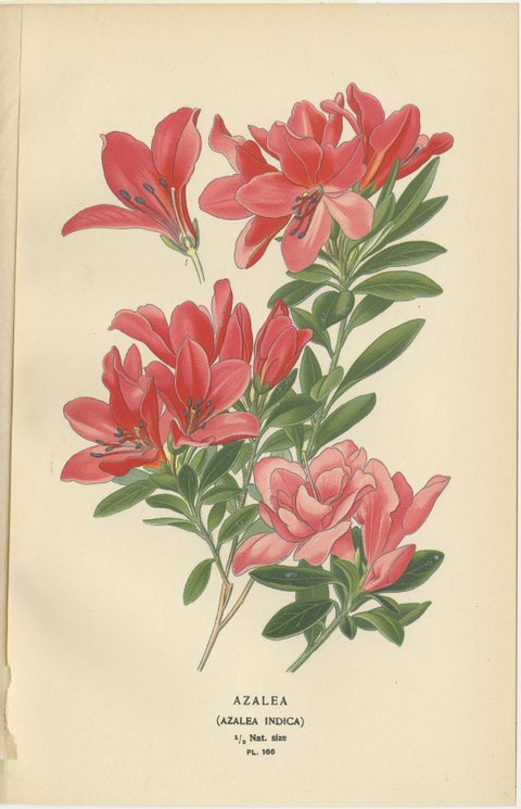 1897 Antique Botanical Prints, Azalea, Heath Varieties and Sea Lavender, view 3
