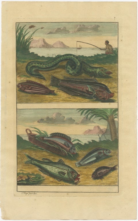 Set of 12 Colored Antique Prints of various Fish species and other Marine Life, view 4