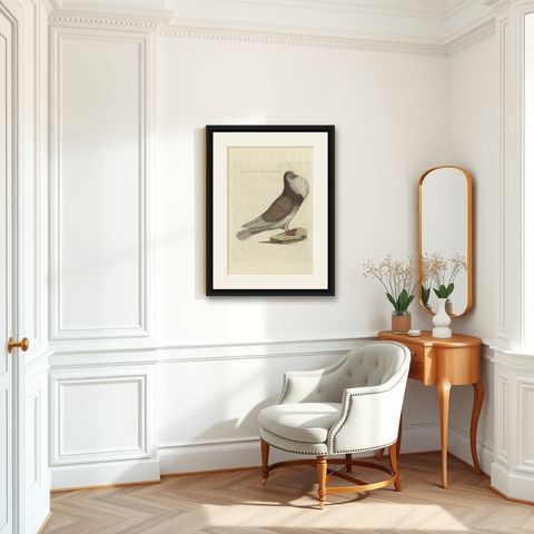 Antique Bird Print of a Cropper Pigeon by Sepp & Nozeman, 1829, shown framed in a room