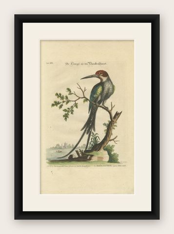 The Surinamese Kingfisher Bird with the Swallow Tail - Engraved in 1749, shown framed