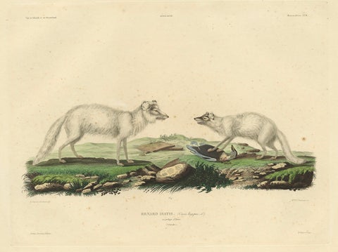 Rare Hand-Colored Engraving of the Artic Fox in Winter Coat, 1842, close-up 1