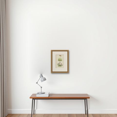 Scottish Primrose and Alpine Thyme hand coloured botanical print 1874, shown framed on a wall