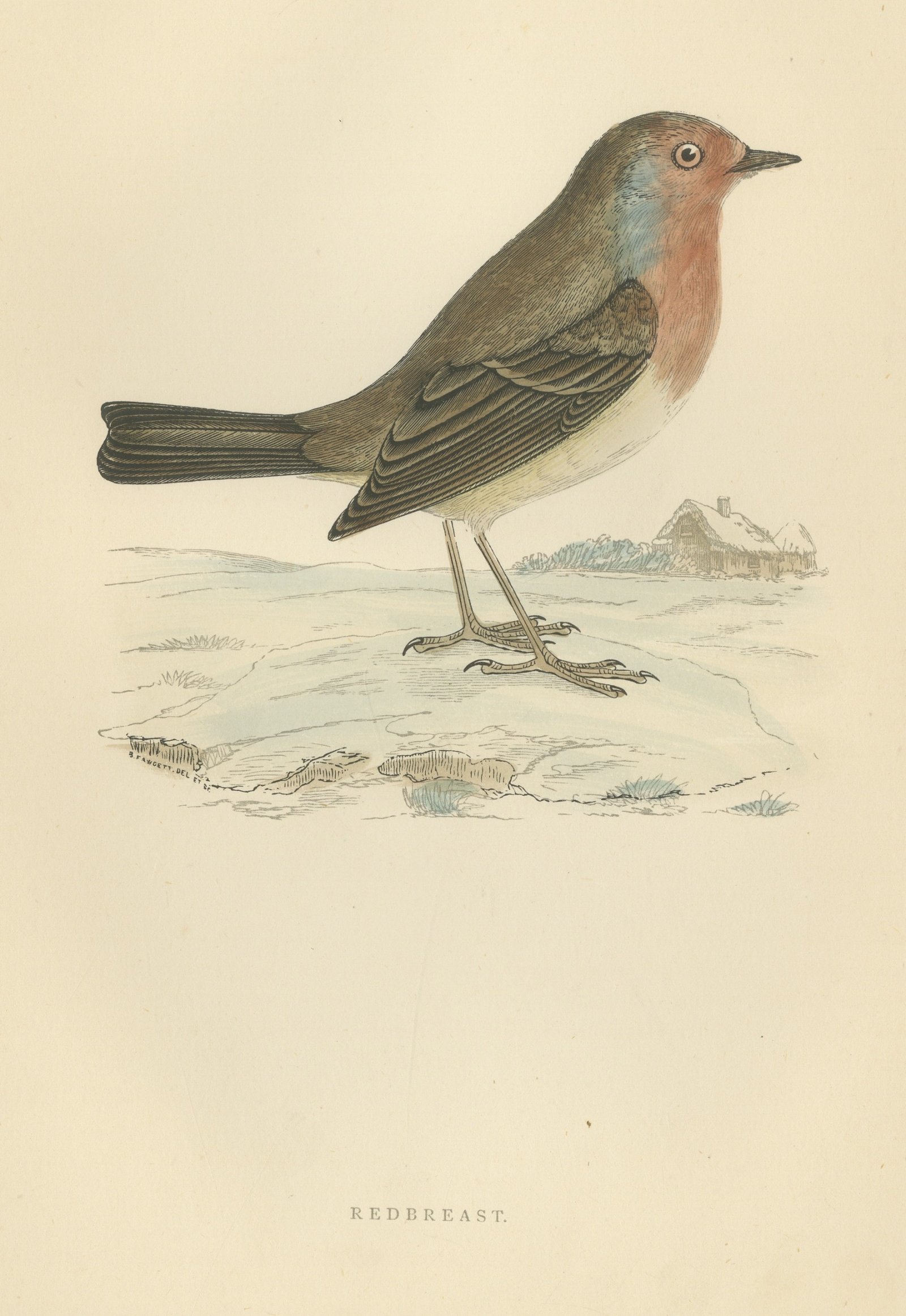 Robin Redbreast in Winter Snow by a Thatched Cottage, Morris, 1896