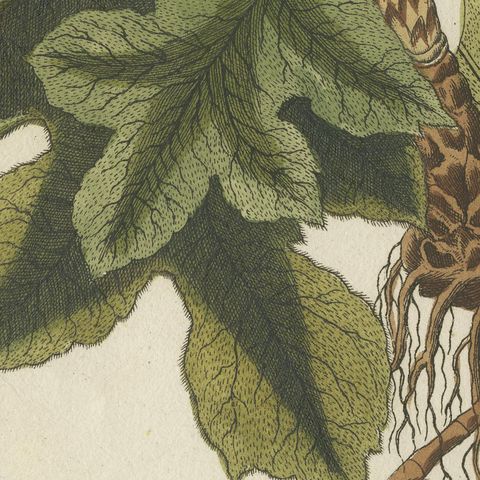 Ipecacuanha and Contrayerva Medicinal Roots, Antique Bertuch Print, circa 1812, close-up 5
