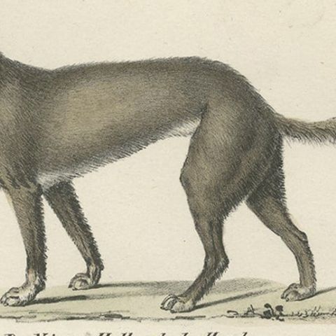 Attractive Antique Print of the Sheepdog and Other Dog Breeds, 1845, close-up 2