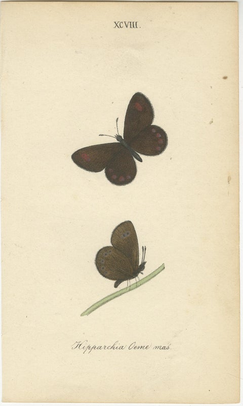 Cabinet-Size Butterfly Engravings with Jewel-Tone Species, Set of 6, 1835, view 3