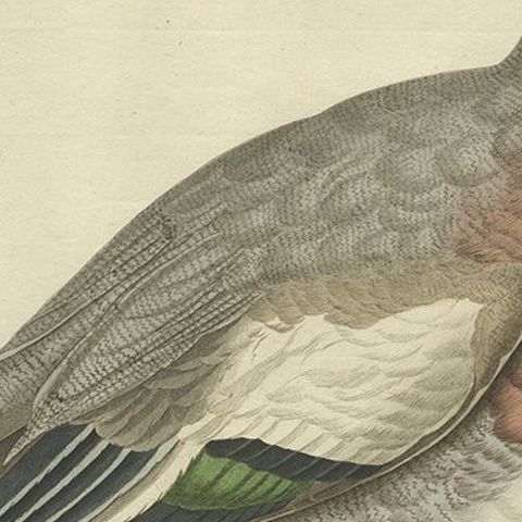 Antique Bird Print of the Male Eurasian Wigeon or Widgeon, 1797, close-up 2