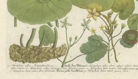 Aquatic Elegance: Water Lilies and Pond Plants in 18th Century Engraving, 1748, close-up 2