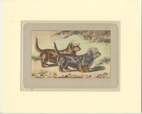 Antique Dog Print of the Dandie Dinmont Terrier, 1907, view 2