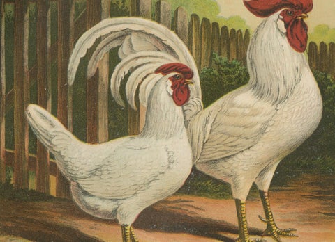 The Elegant White Italian Chicken - A Rare 19th Century Poultry Lithograph, close-up 1