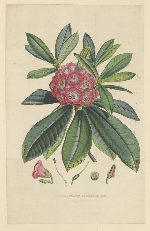 Large Original Antique Flower Lithograph of the Rhododendron Barbatum, 1849, close-up 1