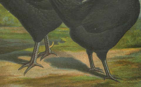The Elegant Langshan - A Rare 19th Century Poultry Lithograph, close-up 2